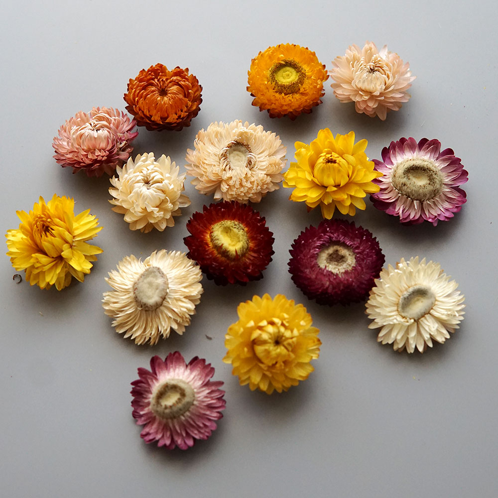Couronne de chrysanthème color - Baby Products avis et prix