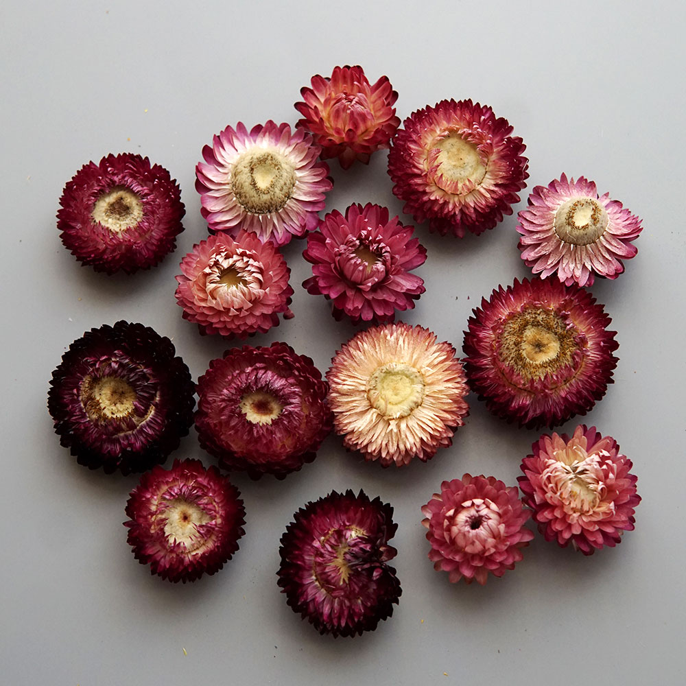 Couronne de chrysanthème color - Baby Products avis et prix