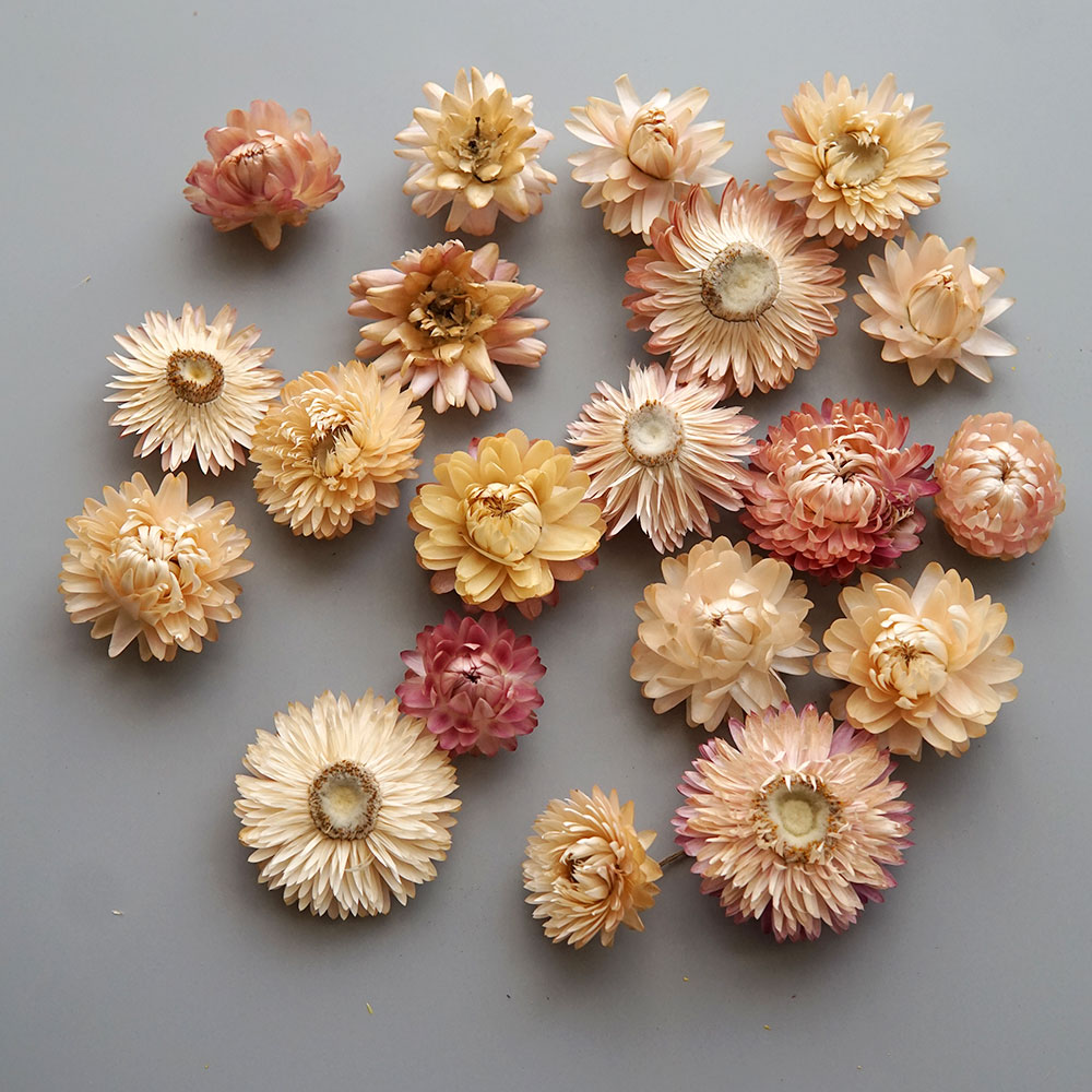 Couronne de chrysanthème color - Baby Products avis et prix